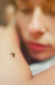 Dengue Cases Have Been Rising; Here’s How You Can Protect Yourself From The Deadly Virus Dengue Cases Have Been Rising; Here’s How You Can Protect Yourself From The Deadly Virus